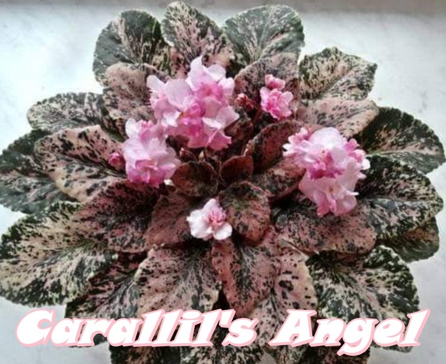 CARALLİS ANGEL YAPRAK