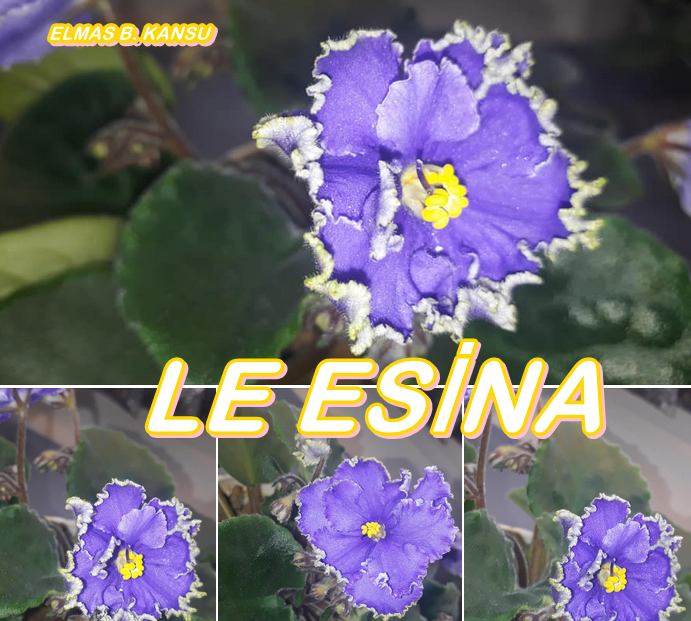 LE ESİNA YAPRAK