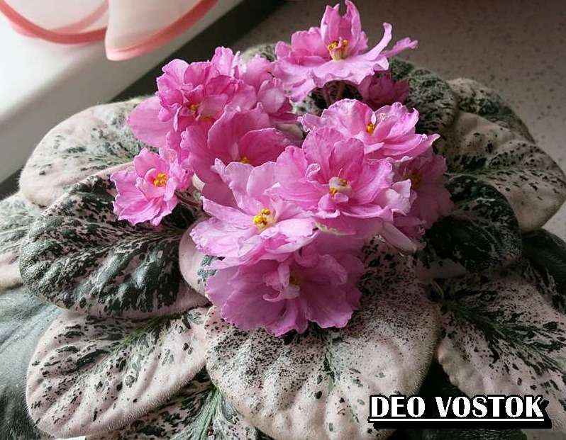 DEO VOSTOC YAPRAK