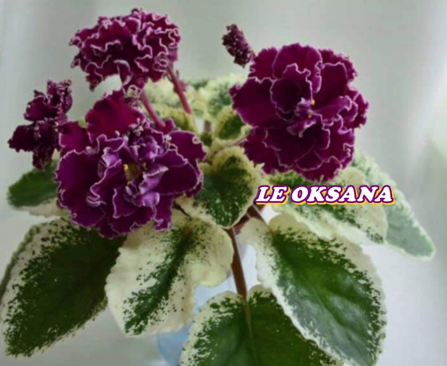 LE OKSANA YAPRAK 