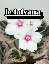 LE TATYANA YAPRAK