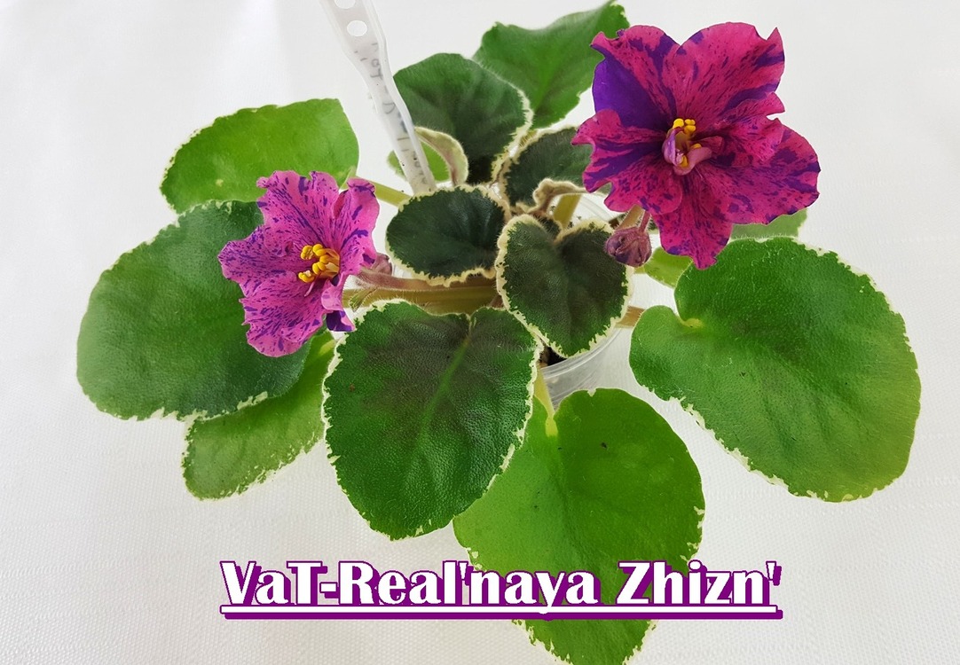 VAT REALNAYA ZHİZN