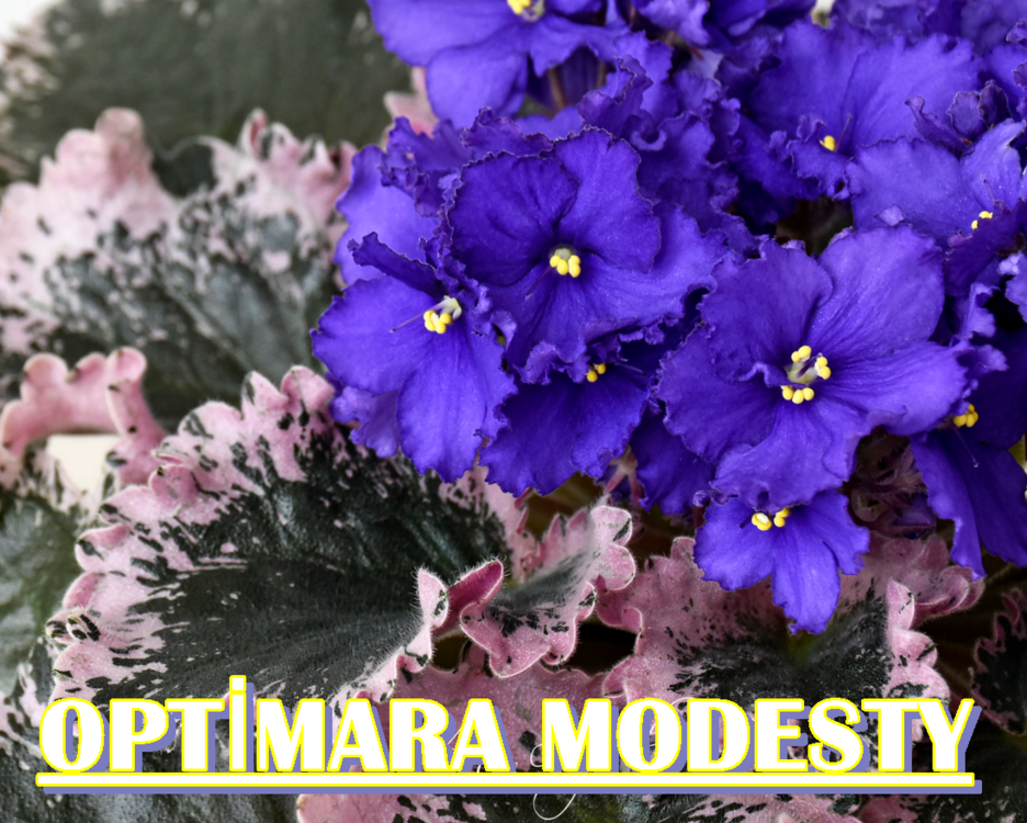 OPTİMARA MODESTY YAPRAK