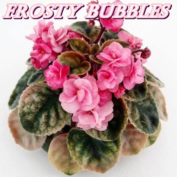 FROSTY BUBBLES YAPRAK