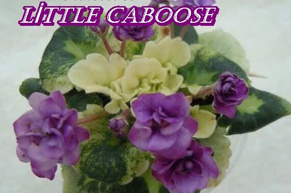 LİTTLE CABOOSE YAPRAK