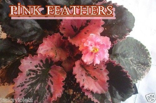 PİNK FEATHERS YAPRAK