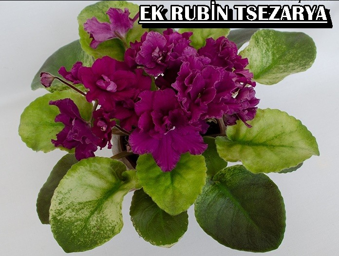 EK RUBİN TSEZARYA YAPRAK