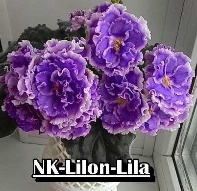 NK LİLON LİLA