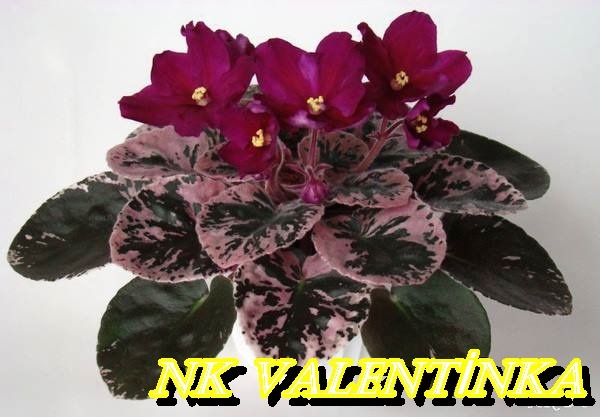 NK VALENTİNKA YAPRAK