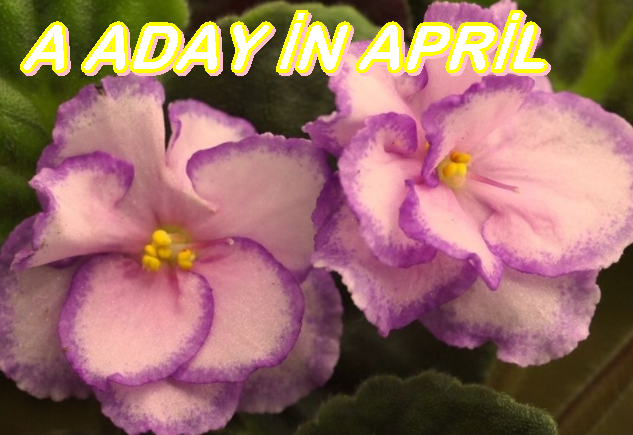 ADAY İN APRİL YAPRAK