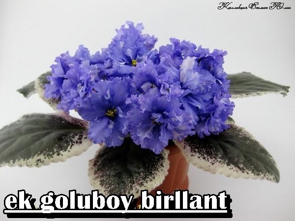 EK GALUBOY BRİLLANT YAPRAK