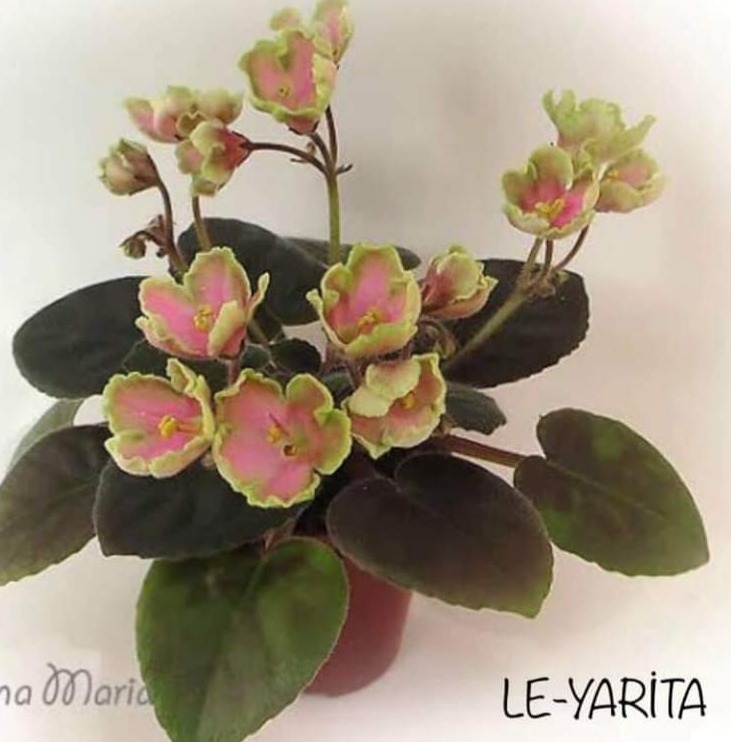 LE YARİTA YAPRAK