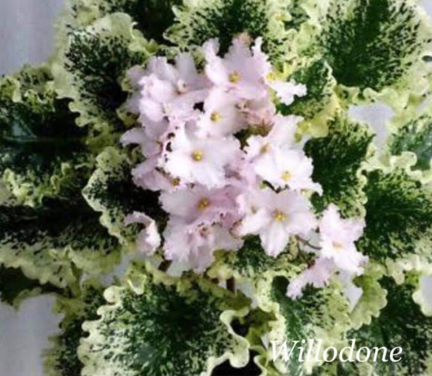 WİLDONE YAPRAK