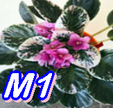 M1 1 NUMARA YAPRAK