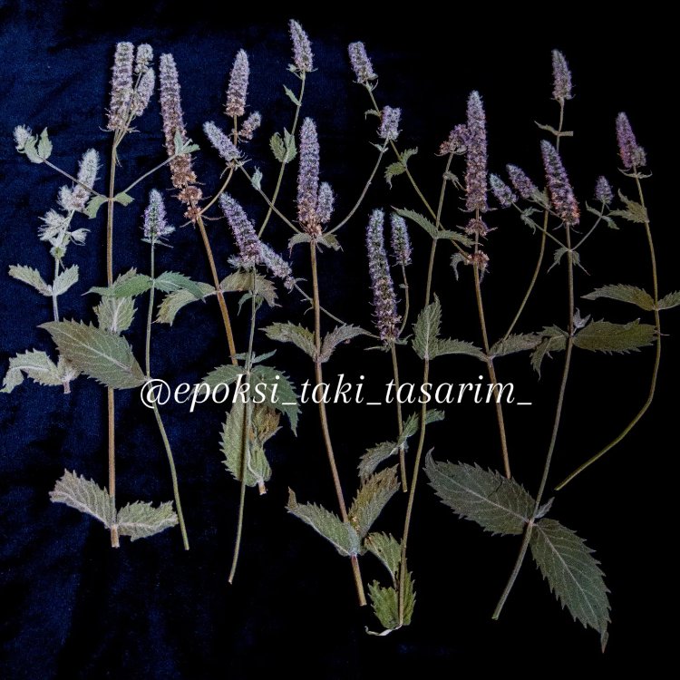 Yabani Nane Çiçeği (Kurutulmuş Çiçek)