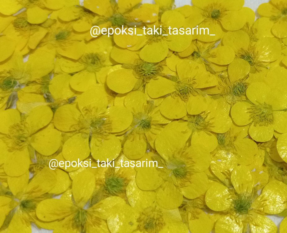 Düğün Çiçeği (Kurutulmuş Çiçek)