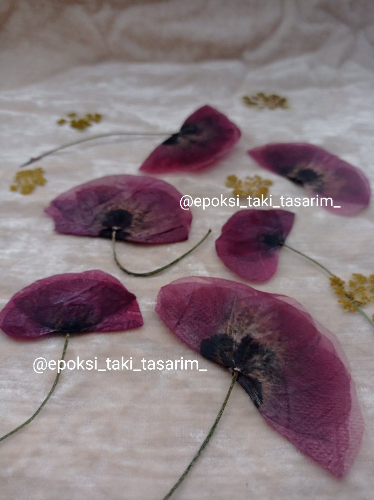 Gelincik Çiçeği (Kurutulmuş Çiçek)