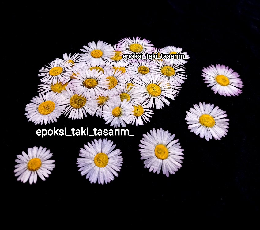 Kır Papatyası (Kurutulmuş Çiçek)