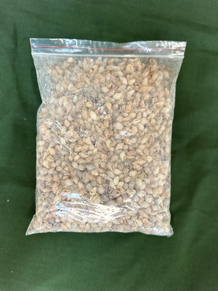 500 Gram Deniz Kabuğu