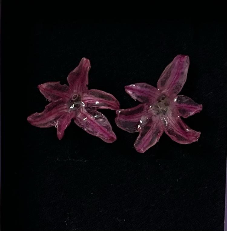 Pembe sümbül küpe