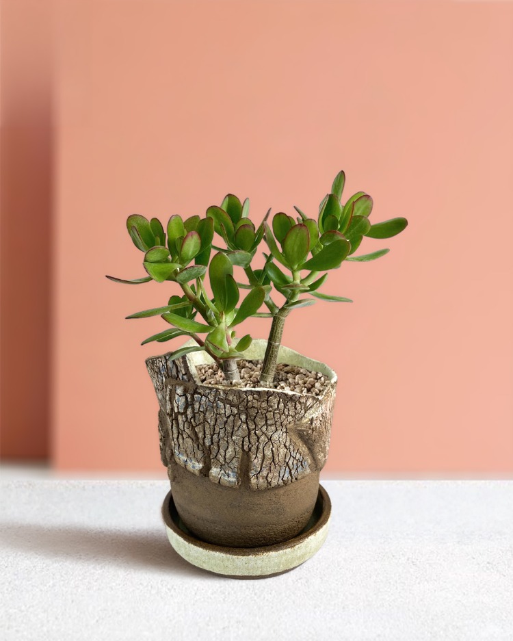 Stoneware Saksı & Tabak Seti (Özel Seri)