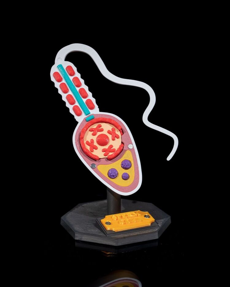 Sperm Hücresi Modeli