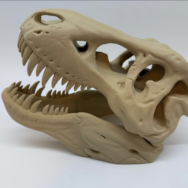 T-Rex Kafatası
