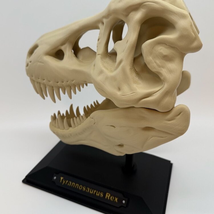 T-Rex Kafatası