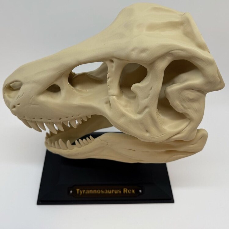 T-Rex Kafatası