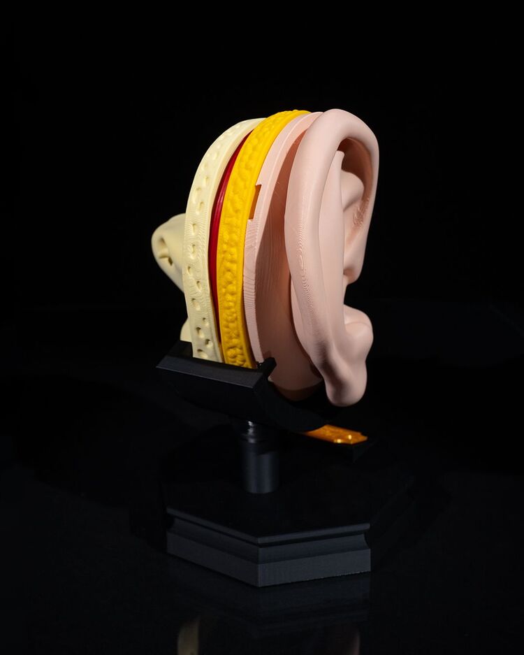 Kulak Modeli