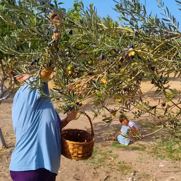 Köy Usulü Doğal Siyah Zeytin – Katkısız & Organik (1 kilo)