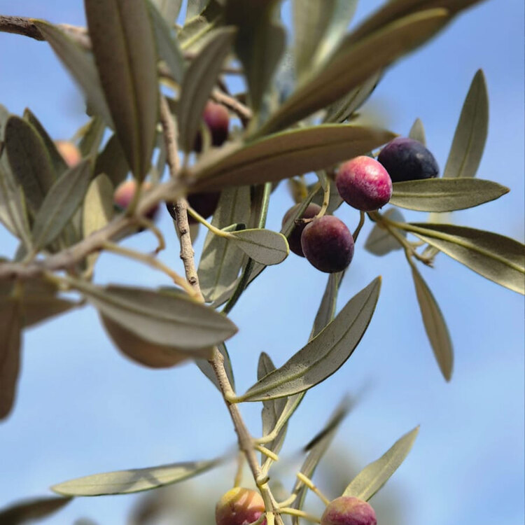 100gr Zeytin Yaprağı (Taze Toplanır)