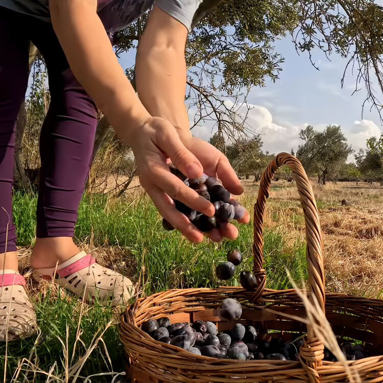 Köy Usulü Doğal Siyah Zeytin – Katkısız & Organik (1 kilo)