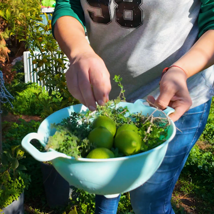 Kekik Lime Limon Soğuk Sıkım Erken Hasat Zeytinyağı Cam Şişe 500ml