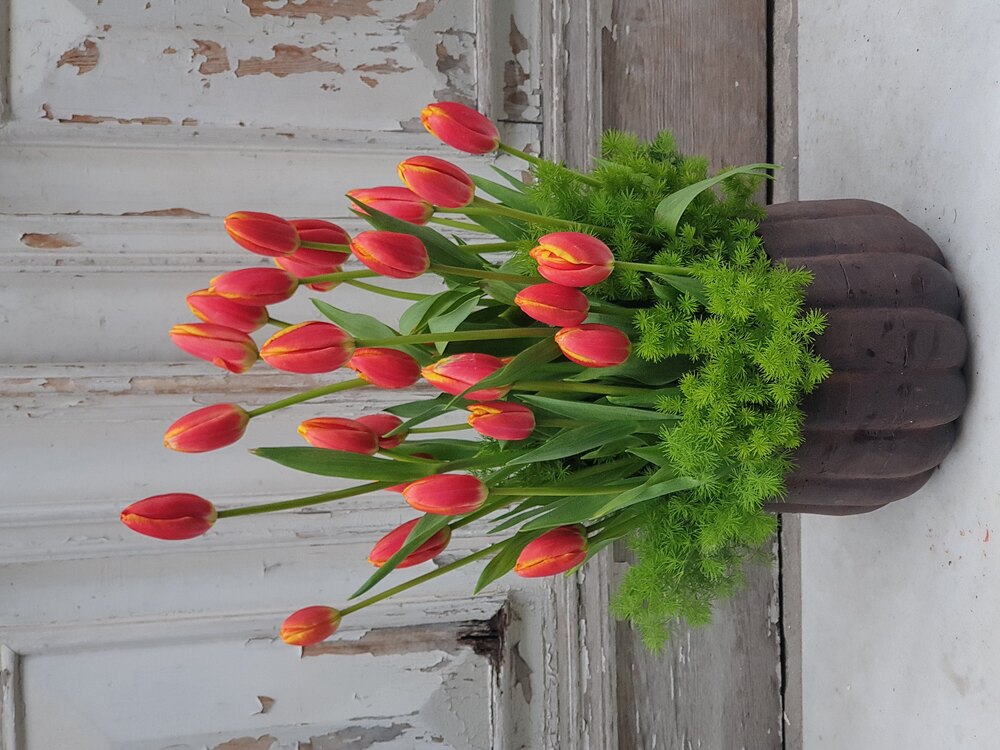 Vip Orange Tulip