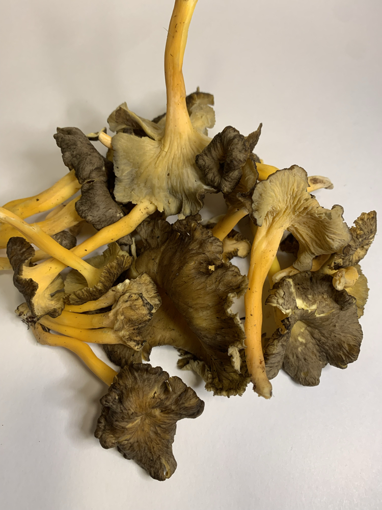Taze civciv ayagi mantari 1 kg