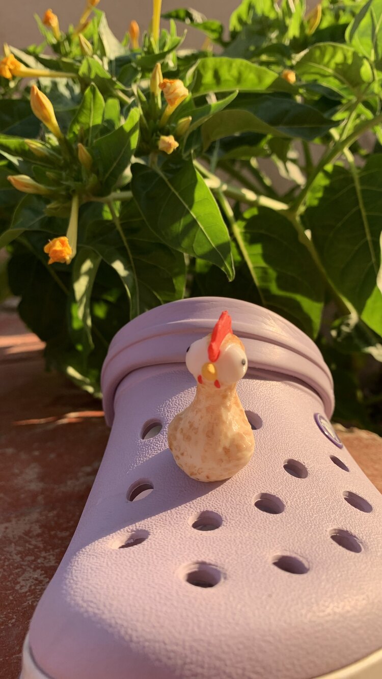 Serbest gezen tavuk crocs tokası