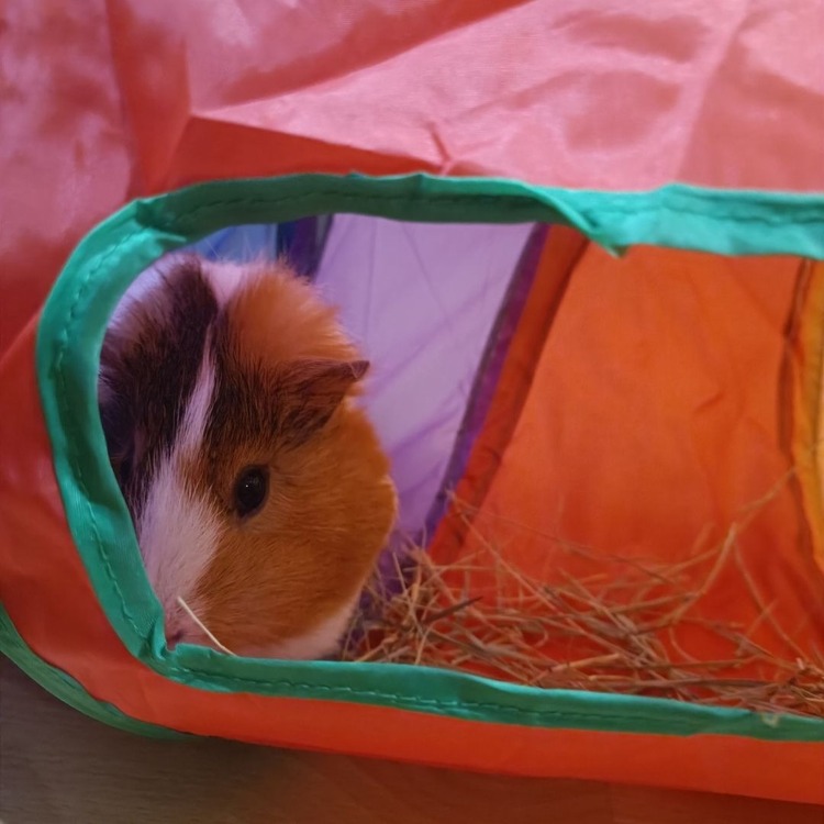 140Cm Ginepig/Tavşan Tüneli (HEDİYELİ)