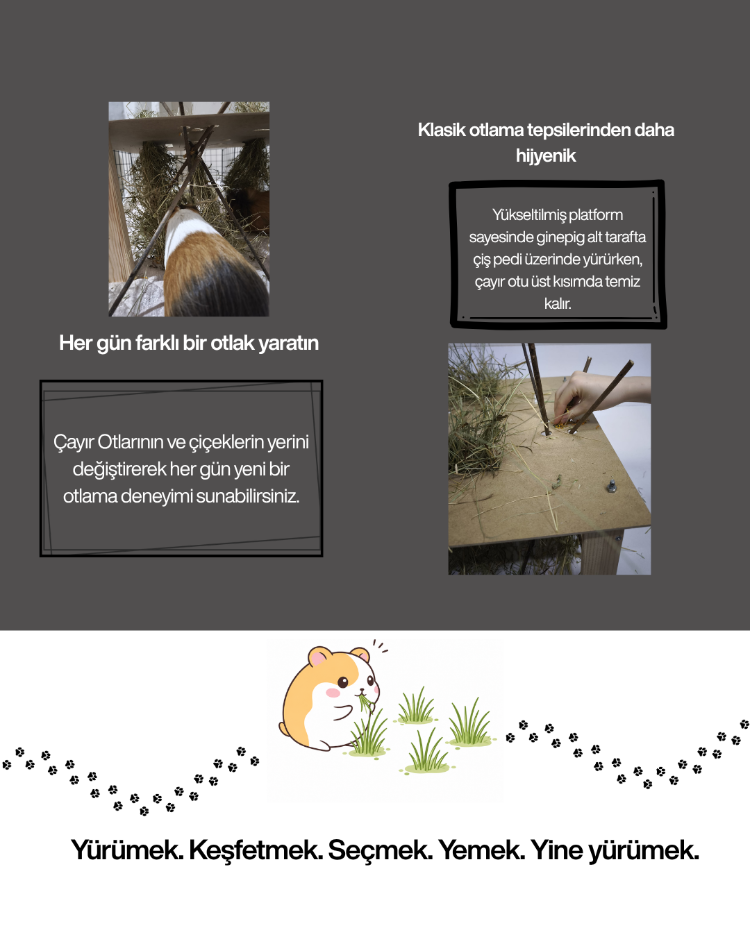 GinepigPaşa Ginepig Otlağı + Kütük Otluk