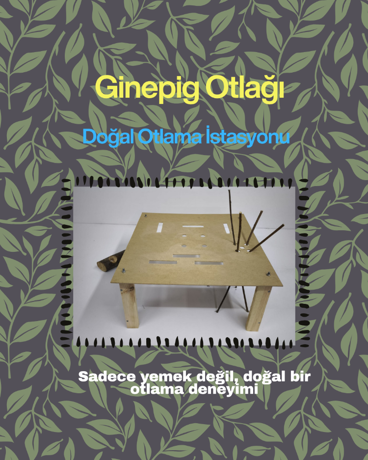 GinepigPaşa Ginepig Otlağı + Kütük Otluk