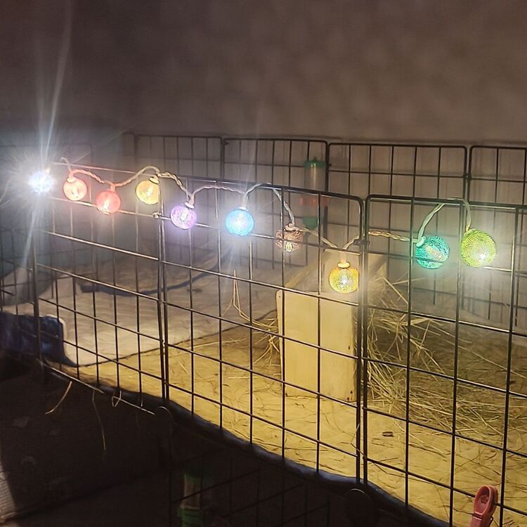 10'lu Dekoratif Yaşam Alanı LED Işık (Portatif)