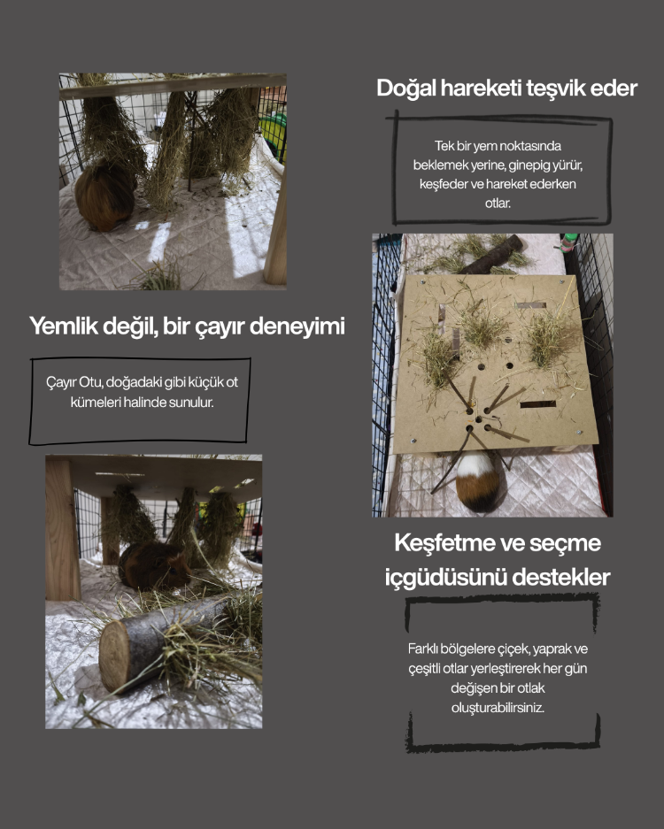 GinepigPaşa Ginepig Otlağı + Kütük Otluk