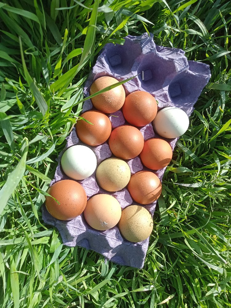 Marans Black Cooper &Varyete "karışık;