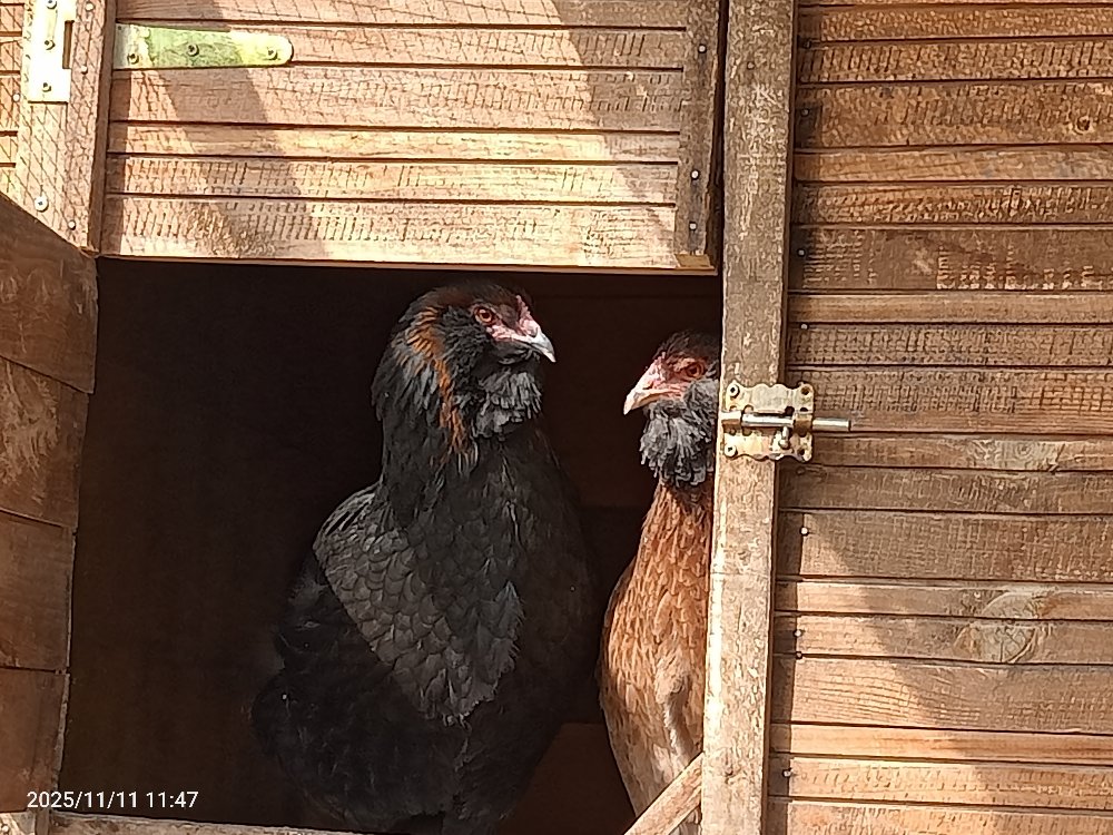 Renkli Sürpriz Yumurtalar "Varyete"