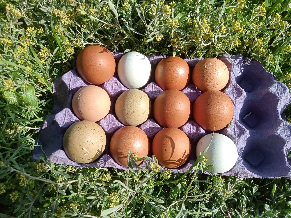 Marans Black Cooper &Varyete "karışık;