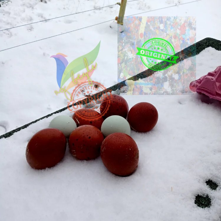 Marans Black Cooper