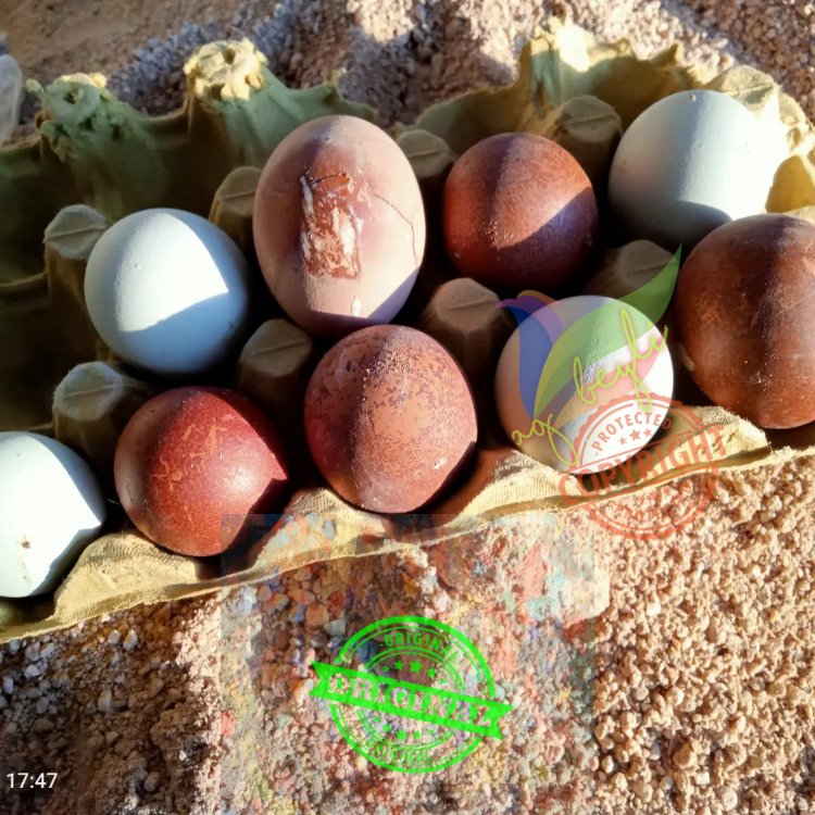 Marans Black Cooper
