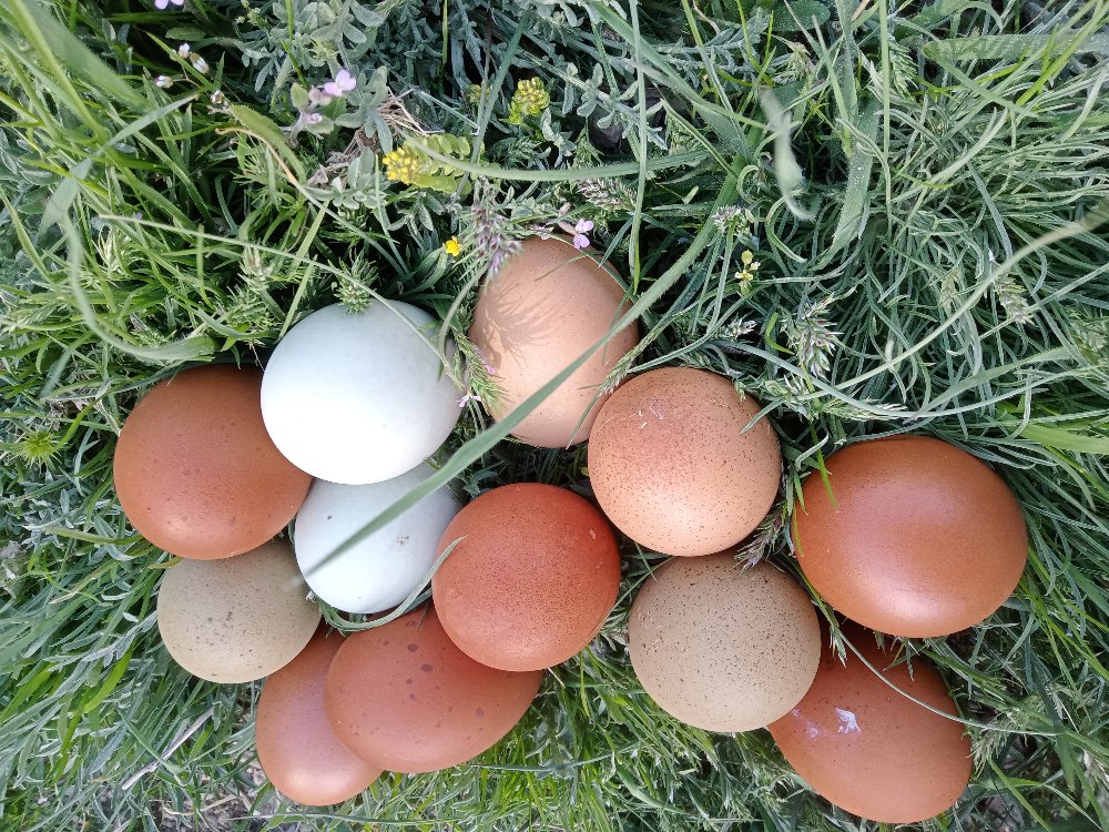 Marans Black Cooper &Varyete "karışık;