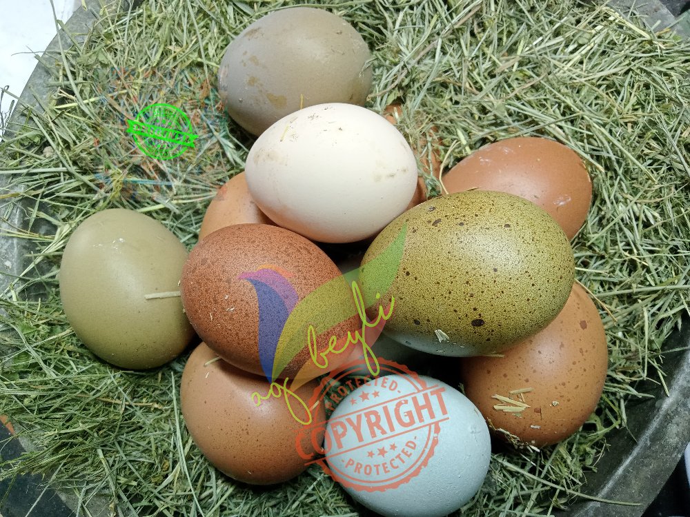 Marans Black Cooper &Varyete "karışık;