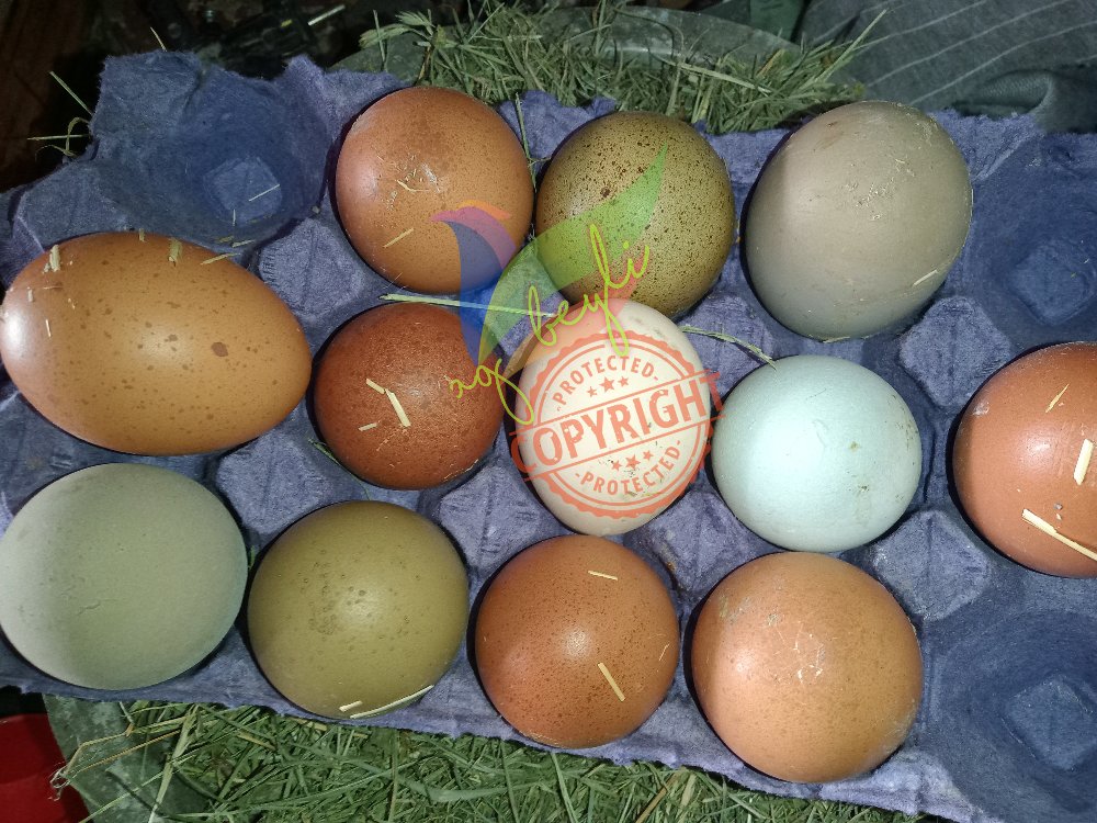 Renkli Sürpriz Yumurtalar "Varyete"
